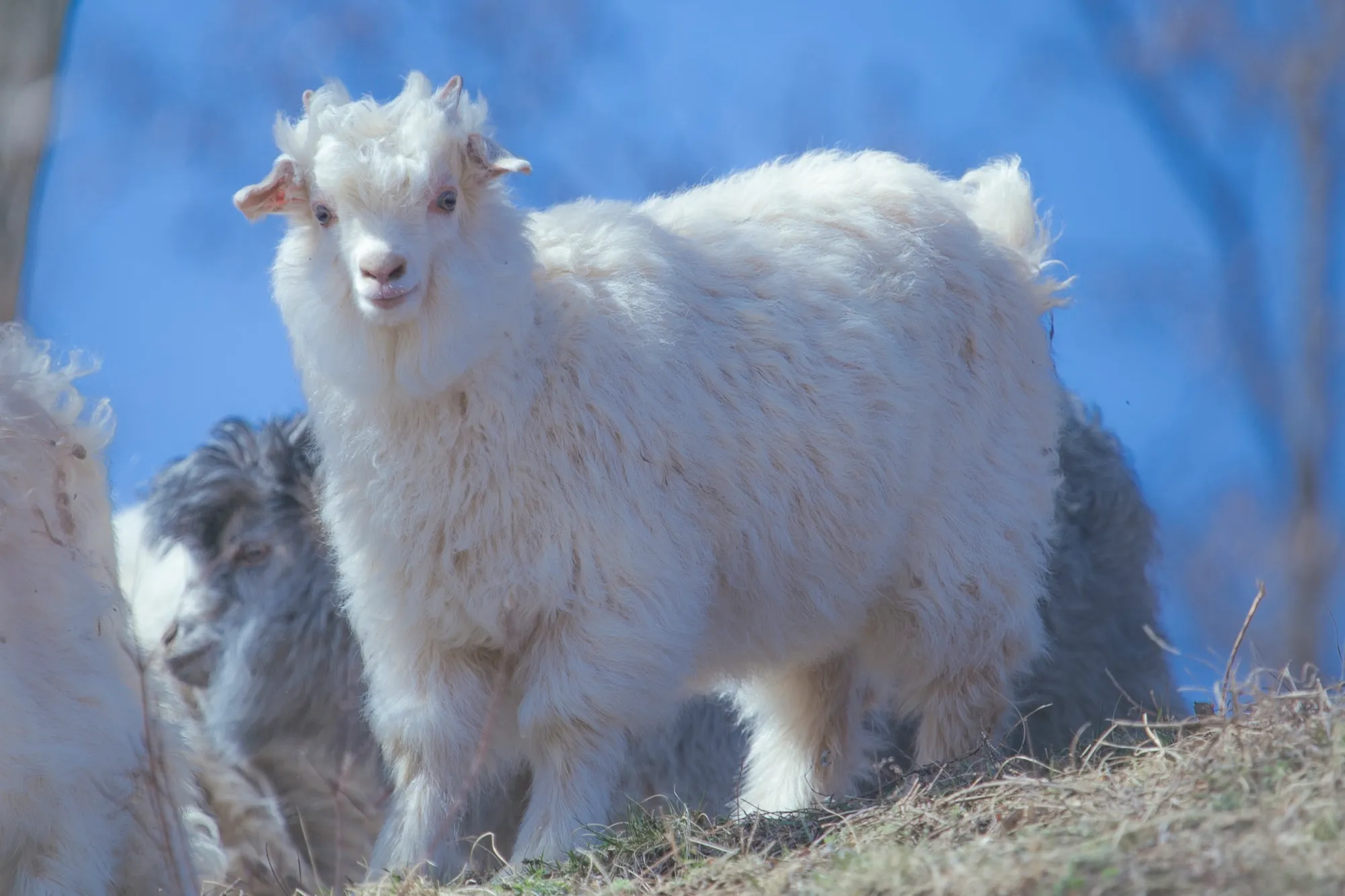 Ranch cashmere source